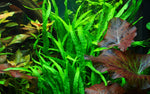 MICROSORUM PTEROPUS NARROW 008A YWS