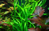 MICROSORUM PTEROPUS NARROW 008A YWS
