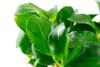 ANUBIAS BARTERI NANA (IN VITRO) 101 TC