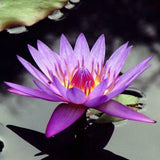 Nenúfar Lila -  Raíz desnuda (Nacional)