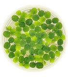Azolla Flotante (Nacional) Bolsa porción