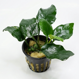 Anubias Nana Thick Leaf (Nacional)