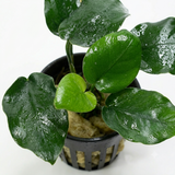 Anubias Nana Thick Leaf (Nacional)