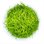 ELEOCHARIS ACICULARIS 133 TC