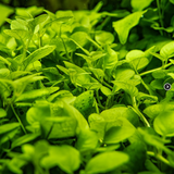 HYGROPHILA SERPYLLUM 052B TC