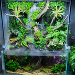 HYGROPHILA TRIPARTITA 039B TC
