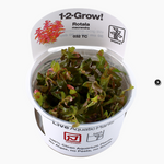 ROTALA MACANDRA 032 TC
