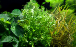 MICROSORUM PTEROPUS WINDELOV 008B YWS