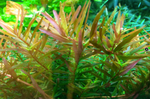 Rotala Vietnam H ́ra 032C TC