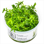 Rotala Rotundifolia Green 033A TC