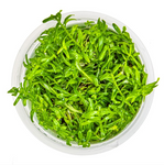 Rotala Rotundifolia Green 033A TC