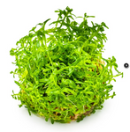 Rotala Rotundifolia Green 033A TC