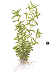 Rotala Rotundifolia Green 033A TC