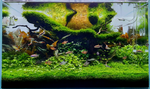 Rotala Rotundifolia Green 033A TC