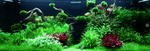 Rotala Rotundifolia Green 033A TC