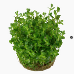 Rotala Indica 'Bonsai' 033E TC