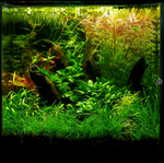 Rotala Indica 'Bonsai' 033E TC