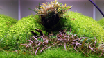 Rotala Indica 'Bonsai' 033E TC