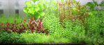 Rotala Indica 'Bonsai' 033E TC