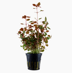 Ludwigia palustris 'Super Red' 035B