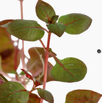 Ludwigia palustris 'Super Red' 035B