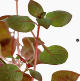 Ludwigia palustris 'Super Red' 035B