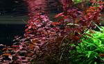 Ludwigia palustris 'Super Red' 035B