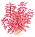 Ludwigia palustris 'Super Red' 035B