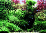 Ludwigia palustris 'Super Red' 035B