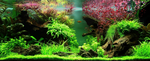 Ludwigia palustris 'Super Red' 035B