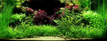 Ludwigia palustris 'Super Red' 035B