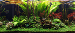 Ludwigia palustris 'Super Red' 035B