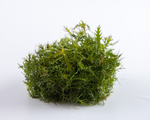 Proserpinaca palustris 'Cuba' 037C TC