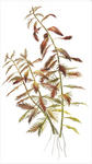 Proserpinaca palustris 'Cuba' 037C TC