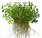 Glossostigma Elatinoides 045A TC