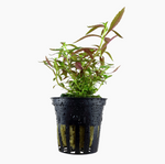 Limnophila hippuridoides 047C