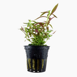 Limnophila hippuridoides 047C