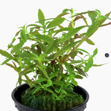 Limnophila hippuridoides 047C
