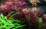 Limnophila hippuridoides 047C
