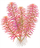 Limnophila hippuridoides 047C