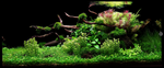 Limnophila hippuridoides 047C