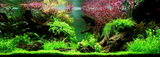 Limnophila hippuridoides 047C