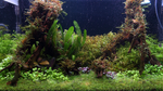Limnophila hippuridoides 047C