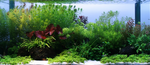 Limnophila hippuridoides 047C