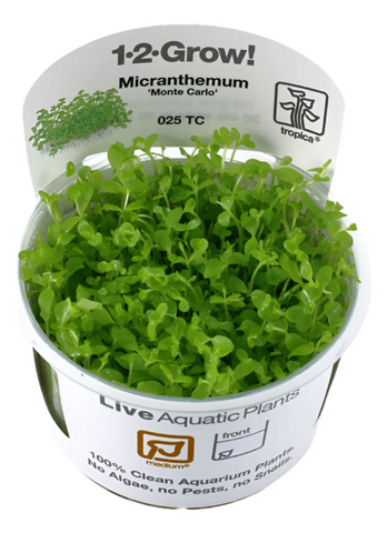 Micranthemum Tweediel Monte Carlo 025 TC