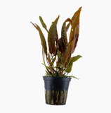 CRYPTOCORYNE USTERIANA 120
