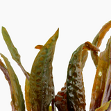 CRYPTOCORYNE USTERIANA 120