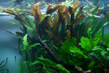 CRYPTOCORYNE USTERIANA 120