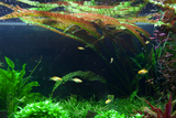 CRYPTOCORYNE USTERIANA 120