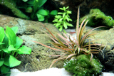 CRYPTOCORYNE ALBIDA BROWN 126B